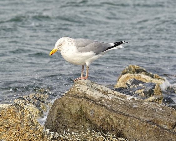 _TDI2099Sea gull rock  Westhampton Beach,NY
