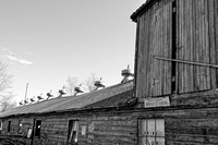 DSC_9498main duck barn Riverhead,NY