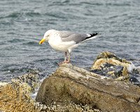 _TDI2099Sea gull rock  Westhampton Beach,NY